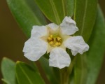 Pemphis acidula