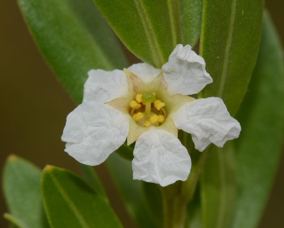 Pemphis acidula