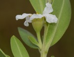Pemphis acidula