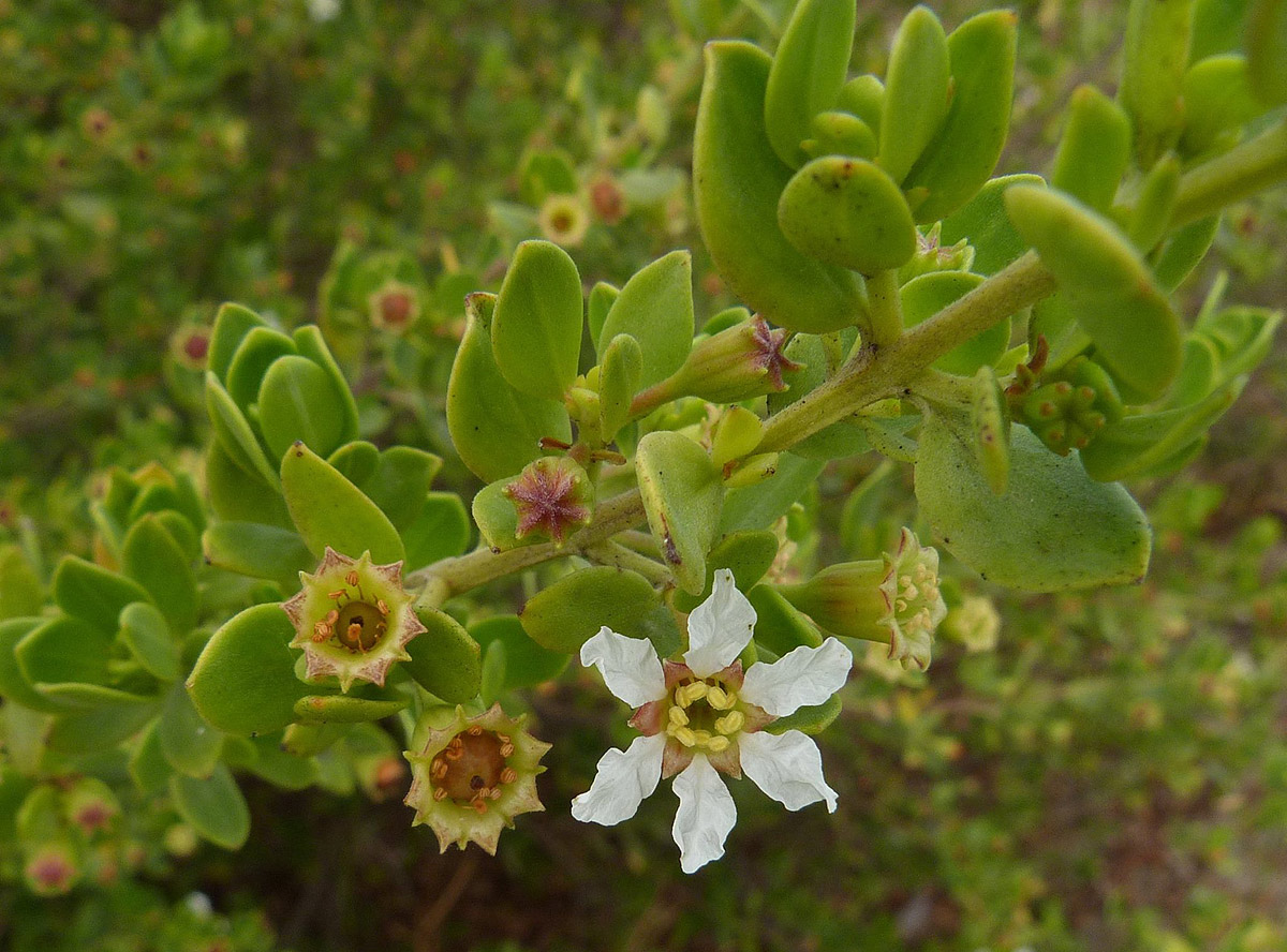 Pemphis acidula