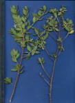 Pemphis acidula