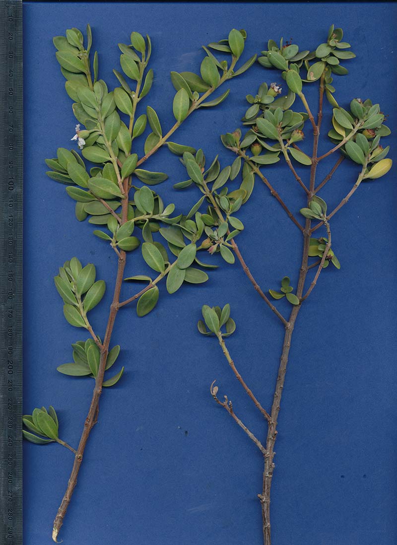 Pemphis acidula