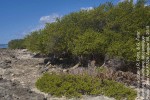 Pemphis acidula