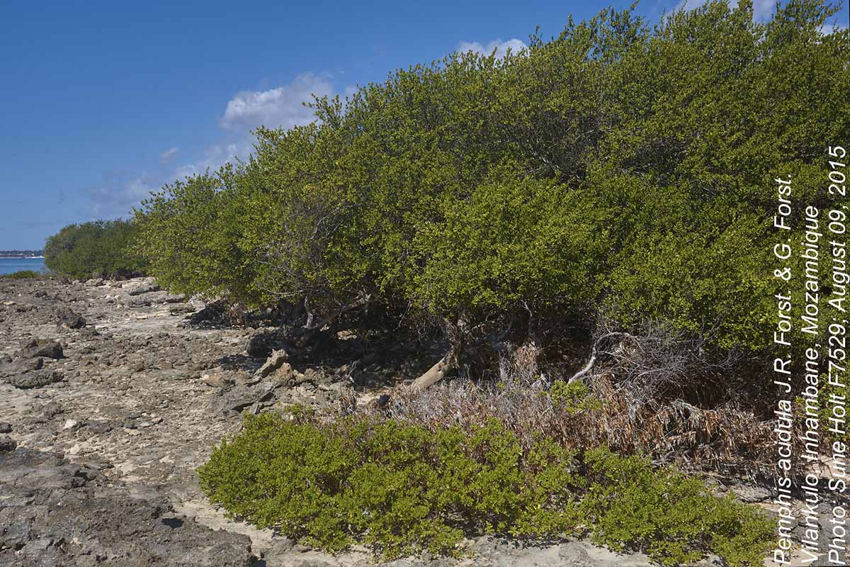 Pemphis acidula