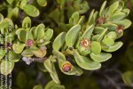 Pemphis acidula