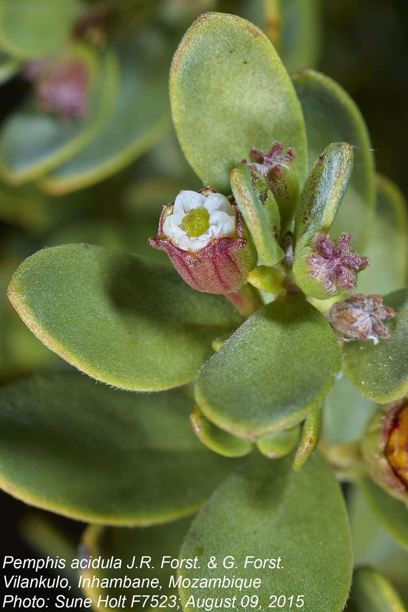 Pemphis acidula
