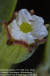 Pemphis acidula