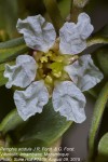Pemphis acidula
