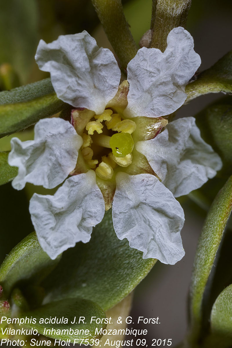 Pemphis acidula