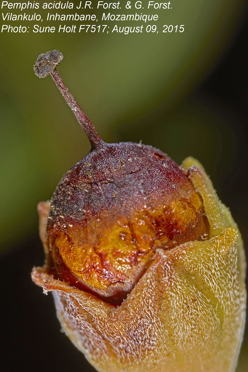 Pemphis acidula