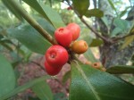 Tricalysia coriacea subsp. nyassae