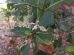 Tricalysia coriacea subsp. nyassae