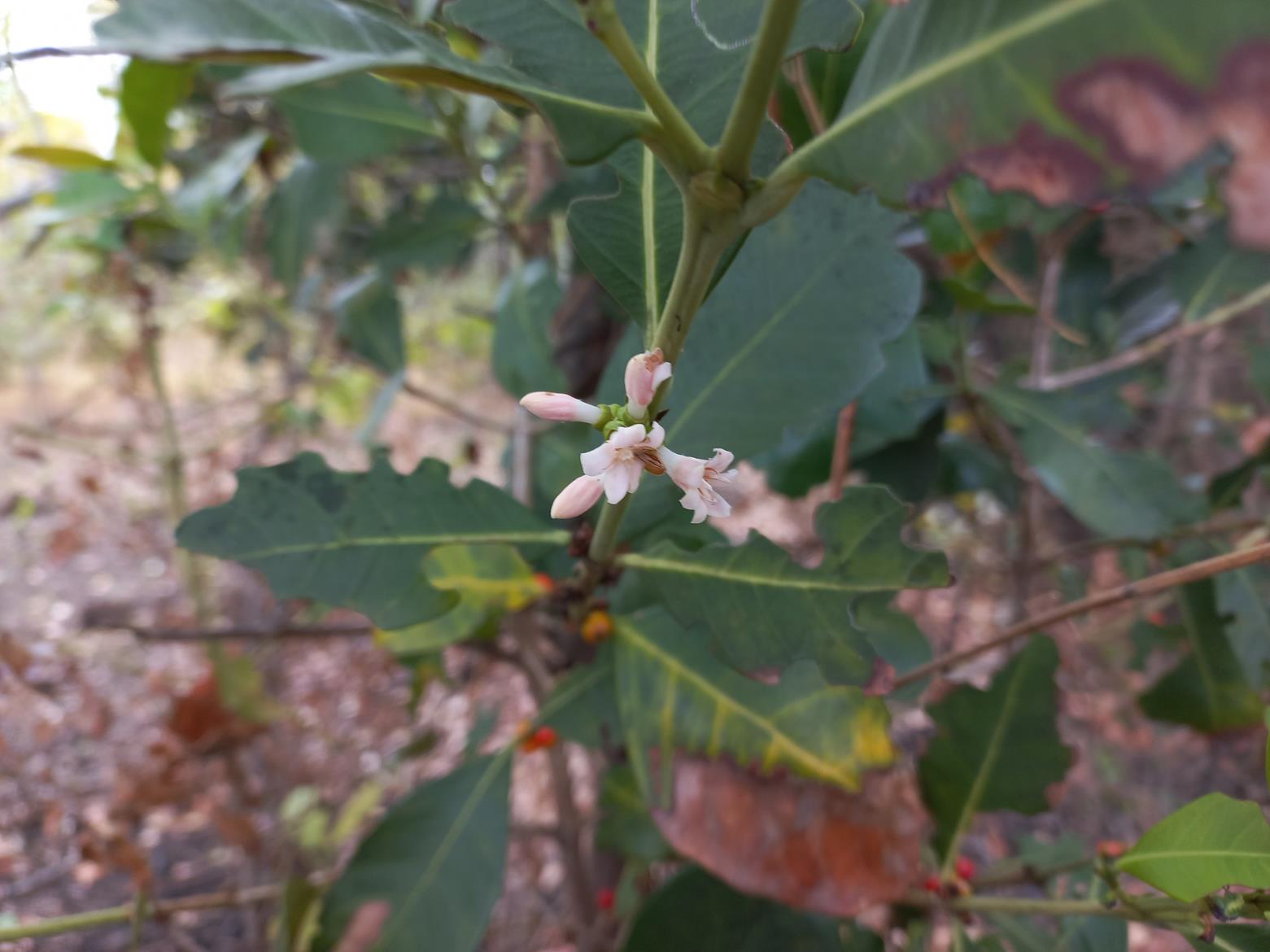 Tricalysia coriacea subsp. nyassae