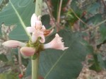 Tricalysia coriacea subsp. nyassae