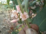 Tricalysia coriacea subsp. nyassae