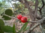 Tricalysia coriacea subsp. nyassae