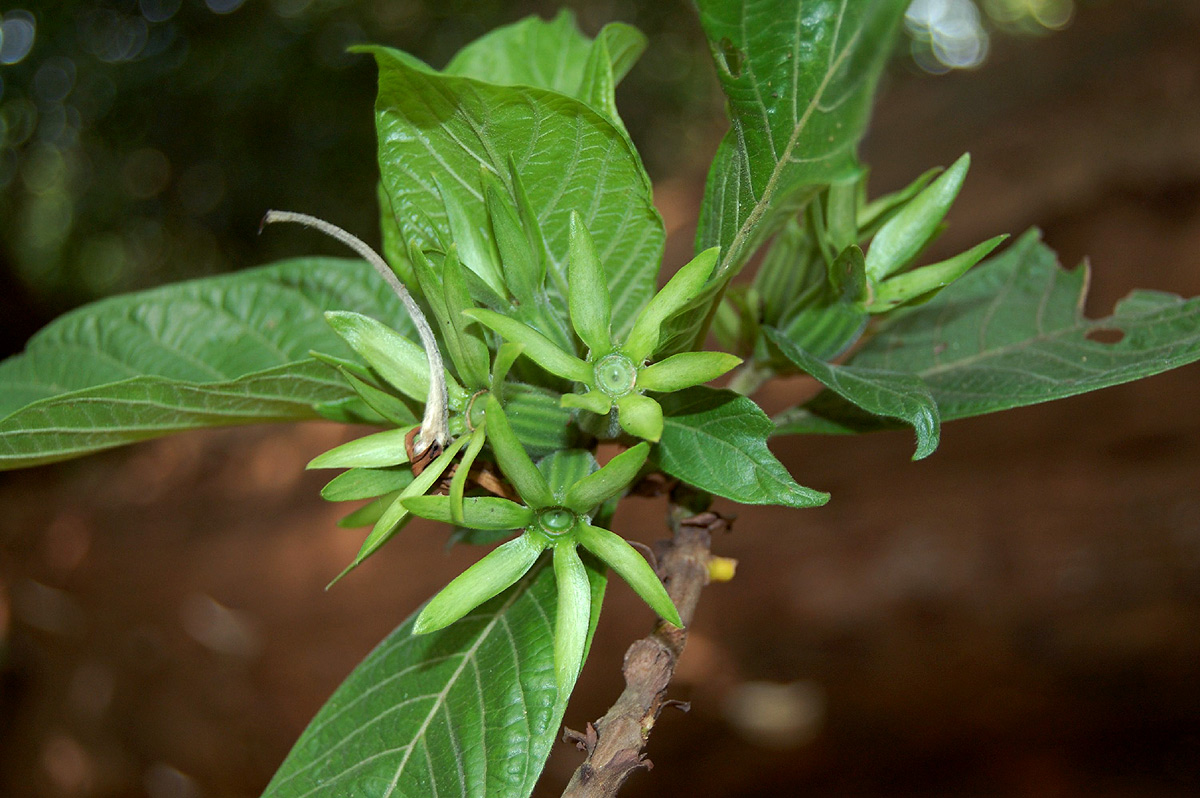 Leptactina platyphylla
