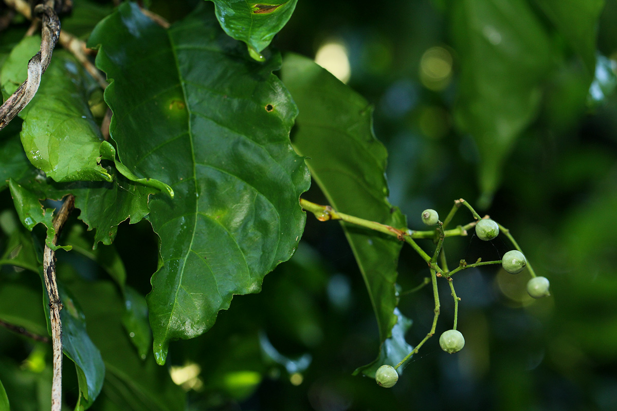 Tarenna longipedicellata
