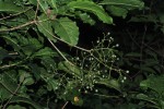 Tarenna longipedicellata