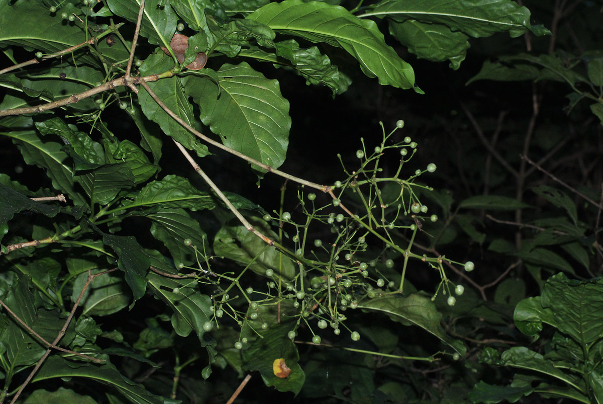 Tarenna longipedicellata