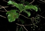 Tarenna longipedicellata