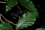 Tarenna longipedicellata