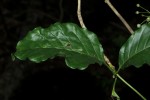 Tarenna longipedicellata