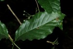Tarenna longipedicellata