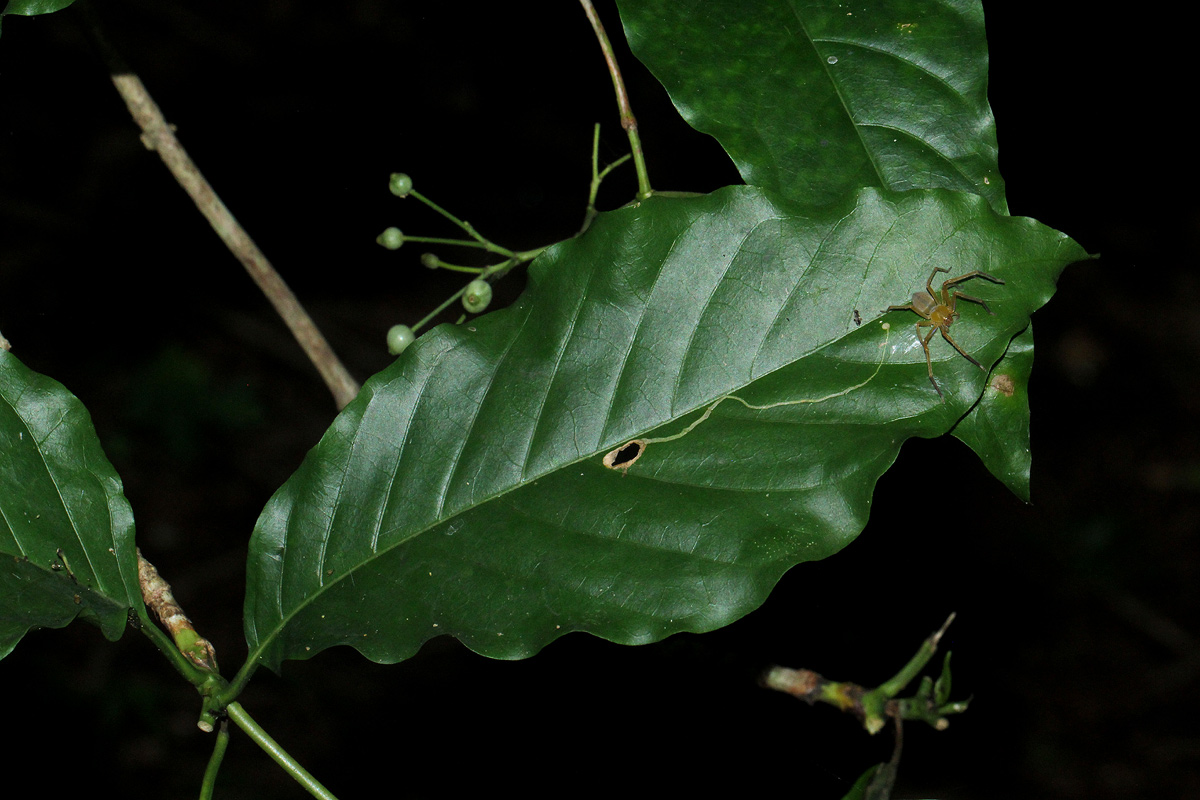 Tarenna longipedicellata