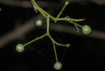 Tarenna longipedicellata
