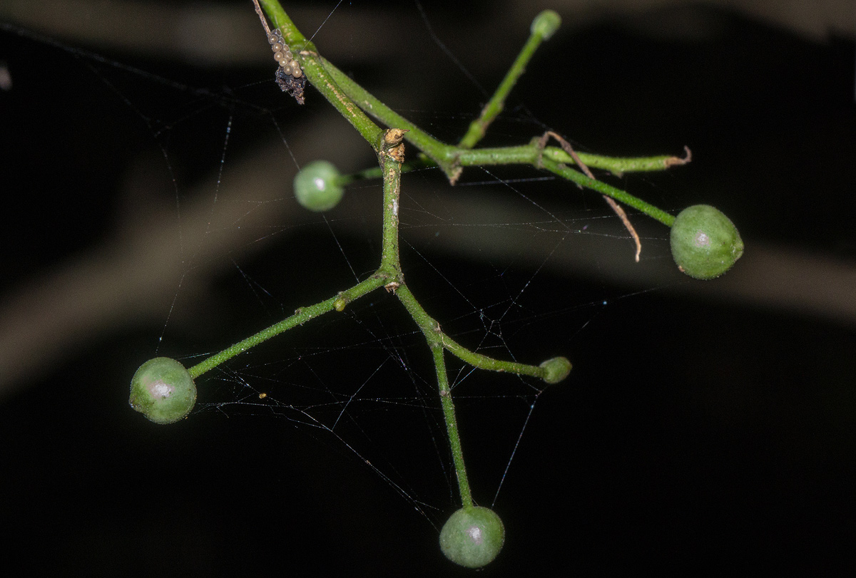 Tarenna longipedicellata
