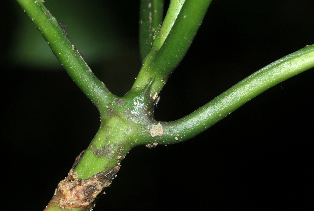 Tarenna longipedicellata
