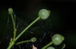 Tarenna longipedicellata