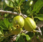 Catunaregam obovata