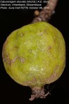 Catunaregam obovata