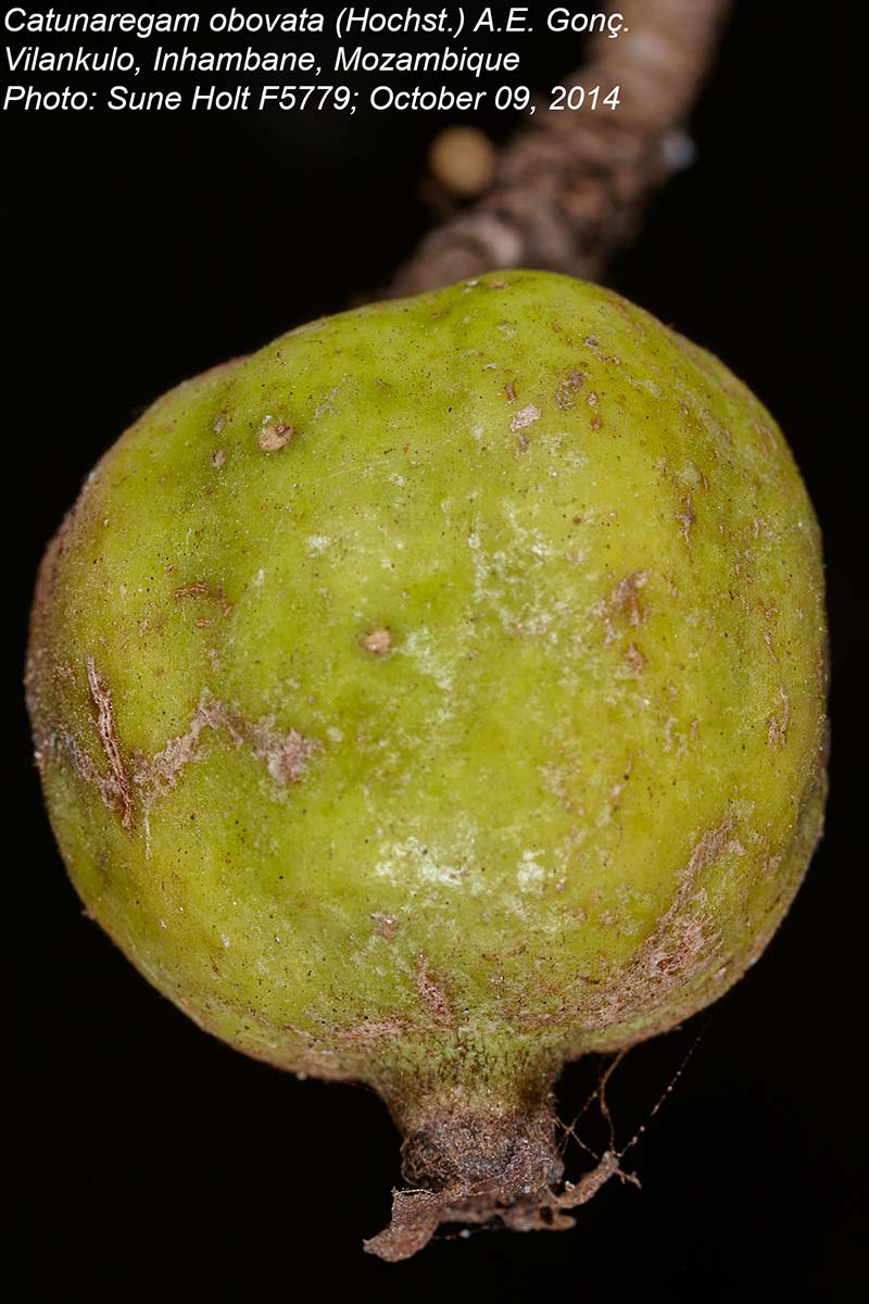 Catunaregam obovata