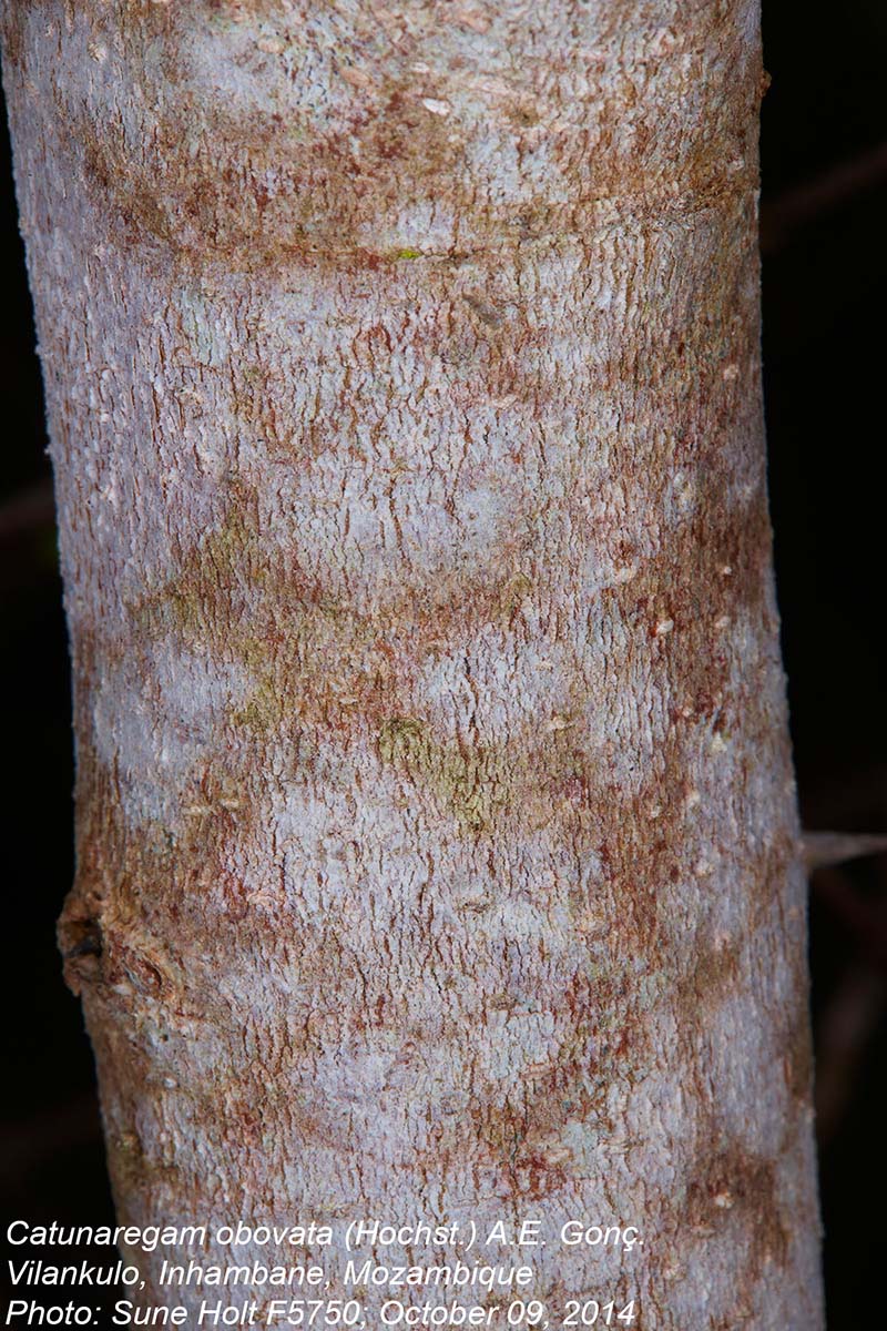 Catunaregam obovata