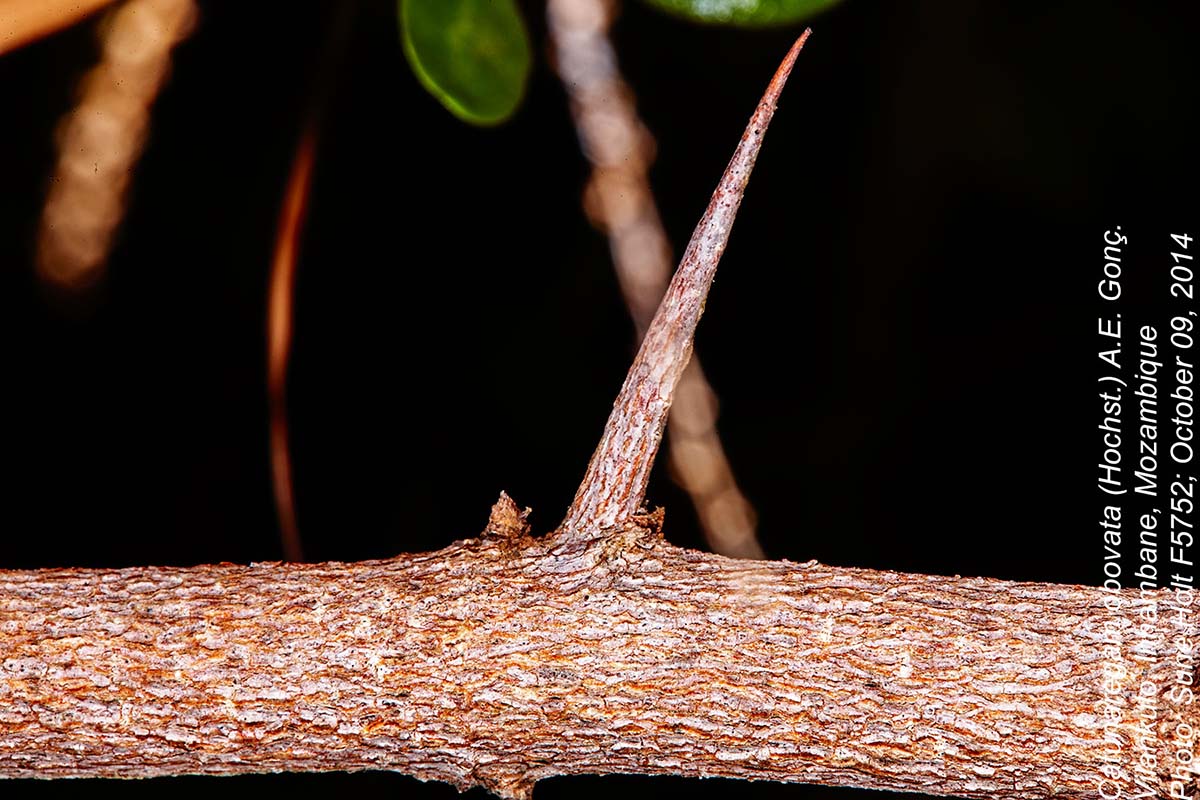 Catunaregam obovata