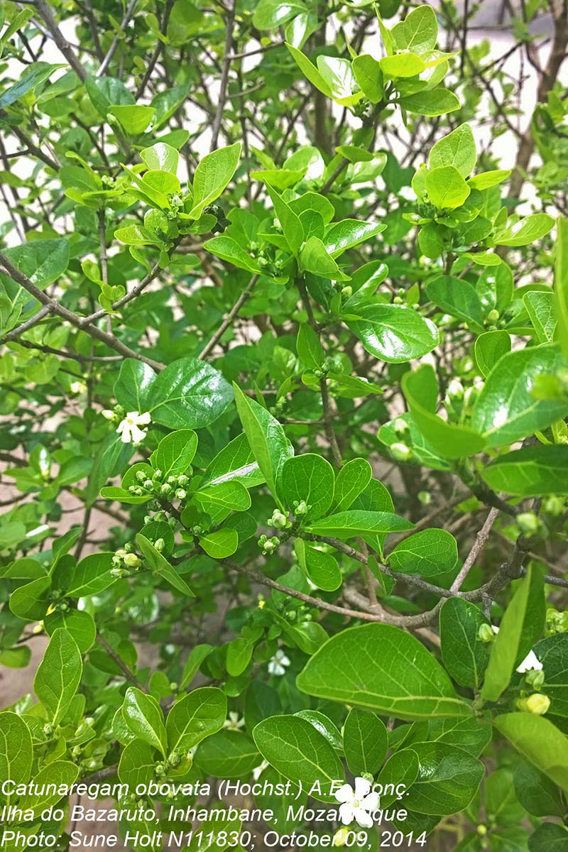 Catunaregam obovata