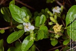 Catunaregam obovata