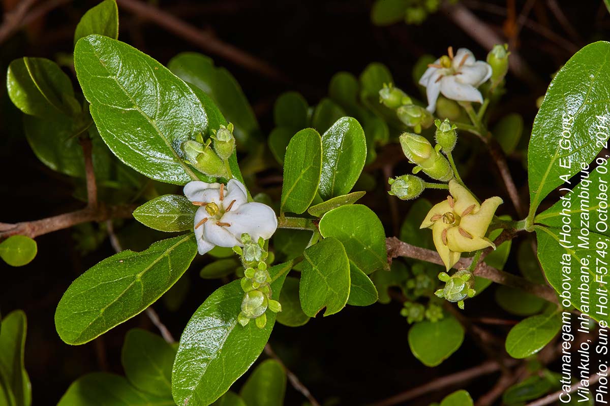Catunaregam obovata