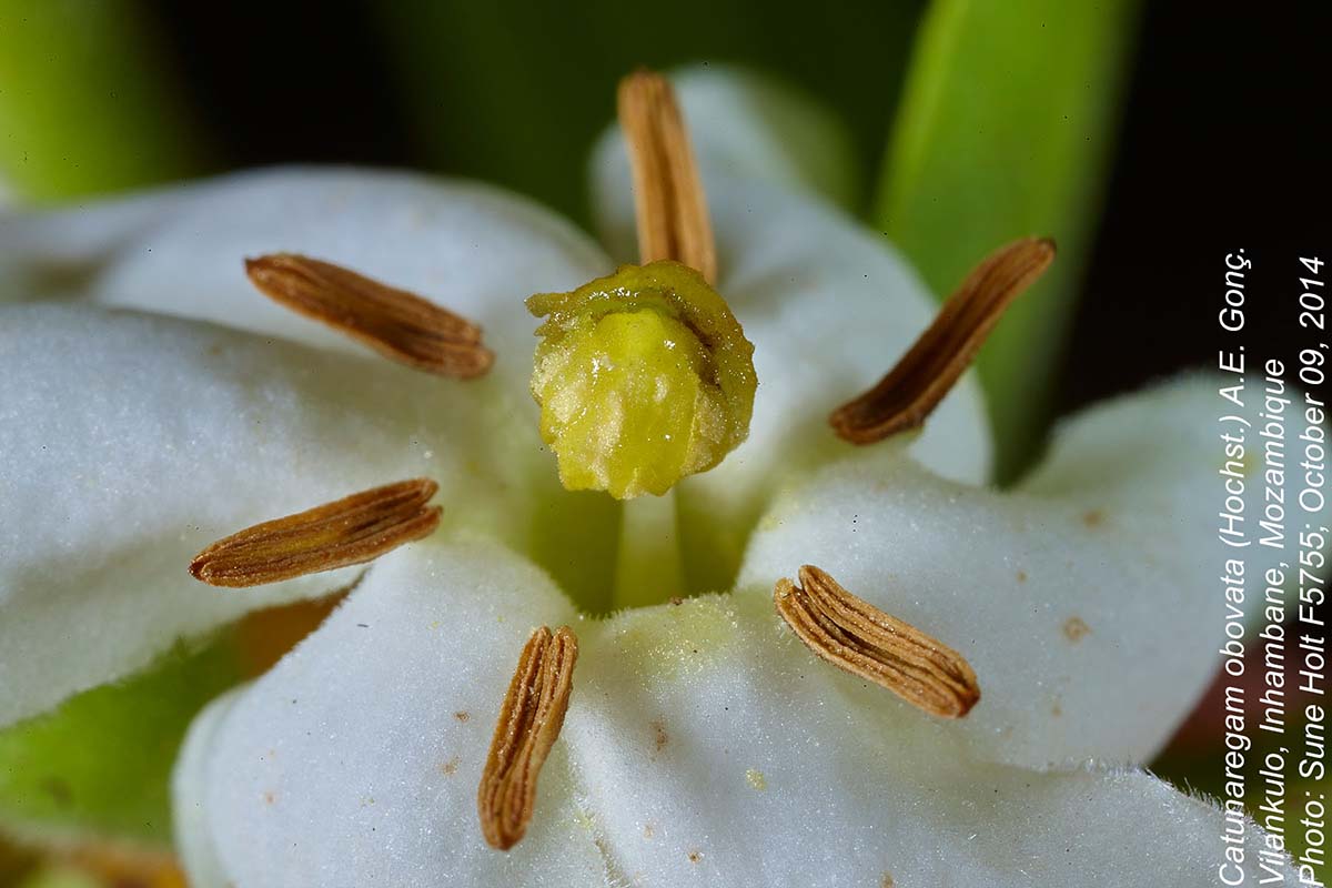 Catunaregam obovata