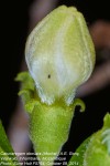 Catunaregam obovata