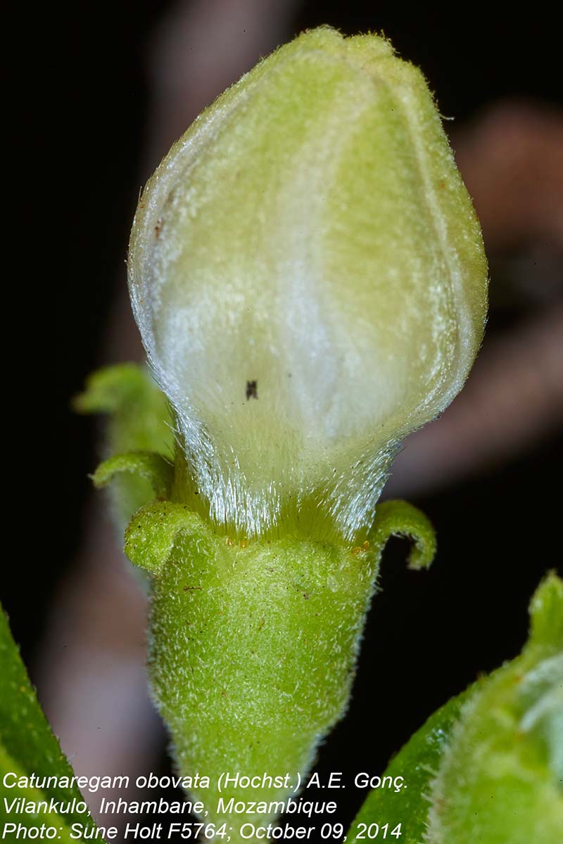 Catunaregam obovata