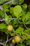 Catunaregam obovata