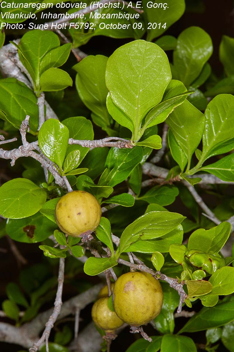 Catunaregam obovata