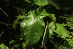 Oxyanthus latifolius