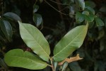 Oxyanthus latifolius