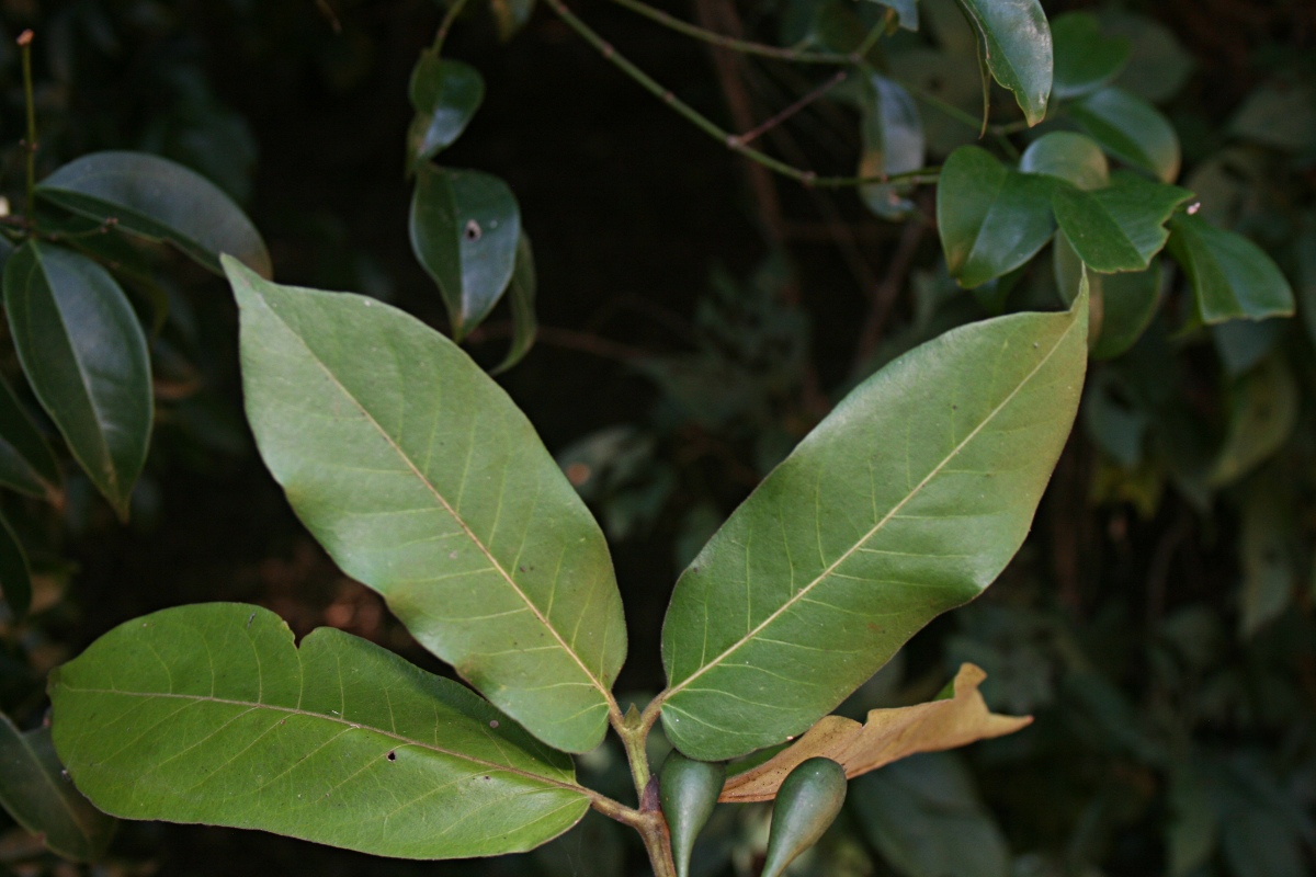 Oxyanthus latifolius