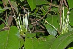 Oxyanthus latifolius
